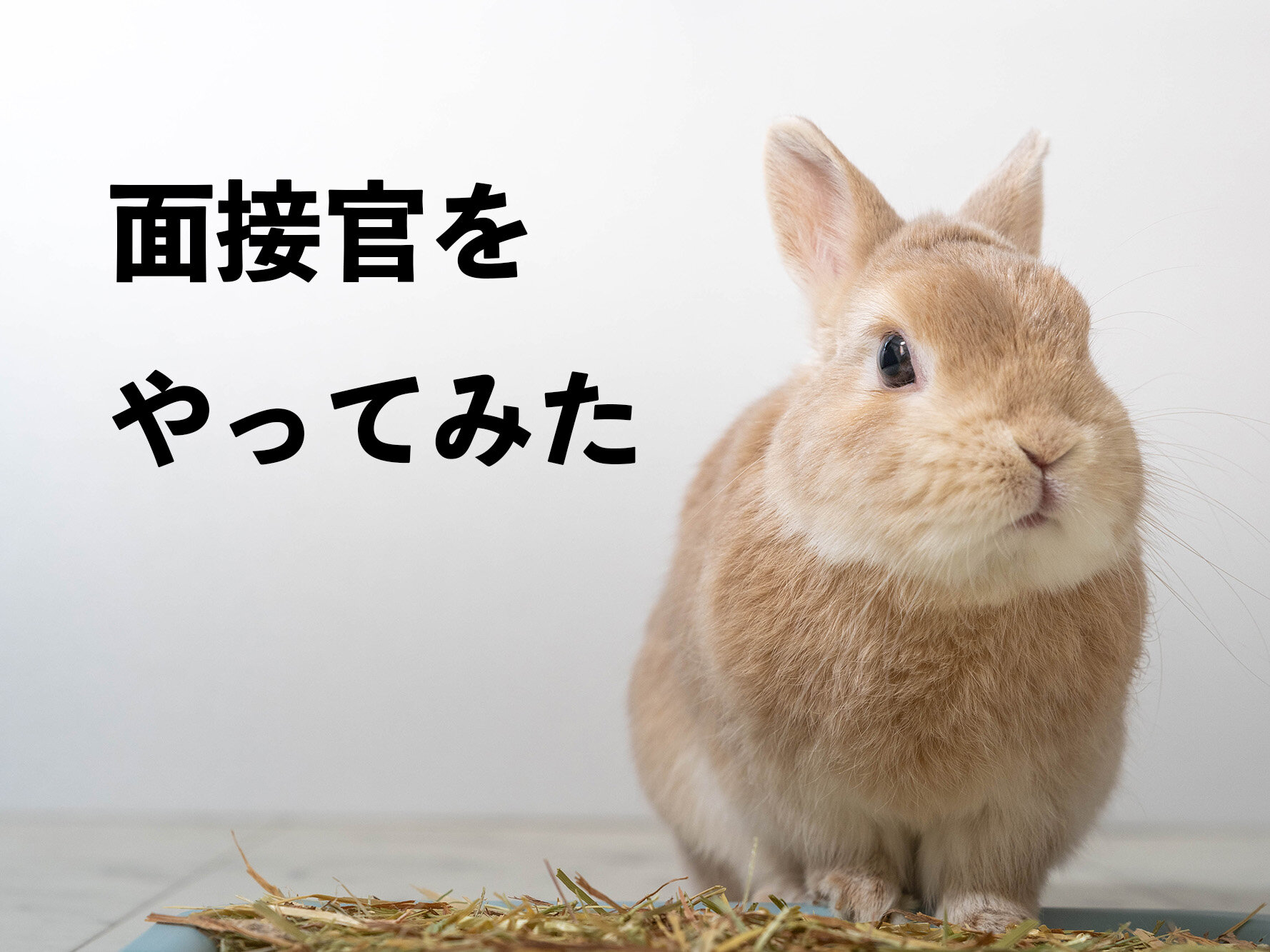 はじめて面接官をした私からの転職アドバイス